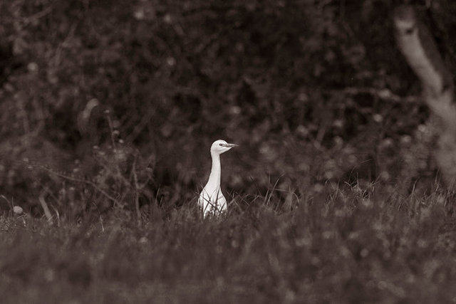 cattle egret