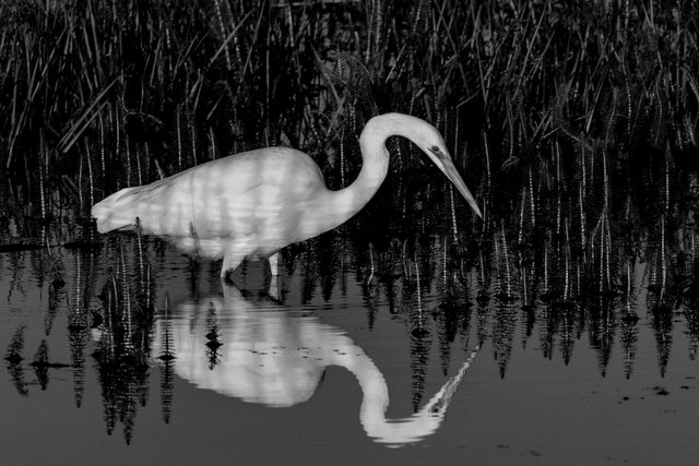 great white egret b&w crop IMG_3337.jpg