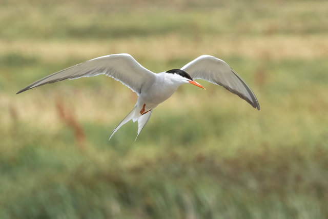 common tern