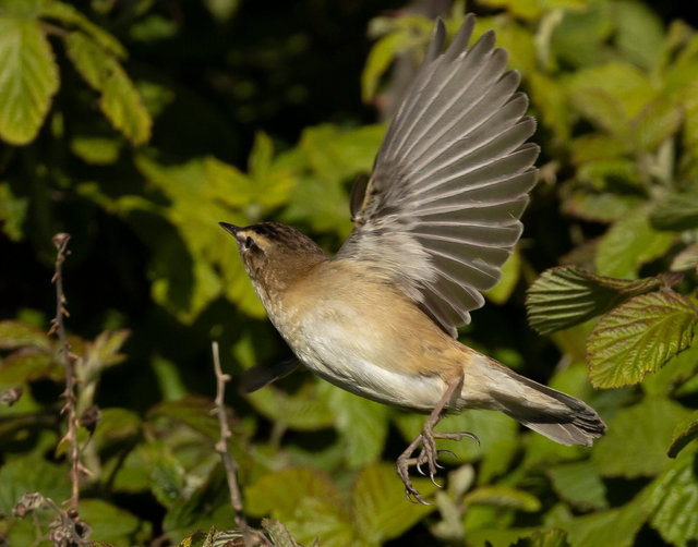 sedge warbler 1 crop IMG_3301.jpg