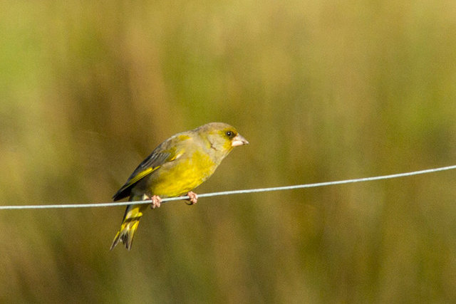 green finch