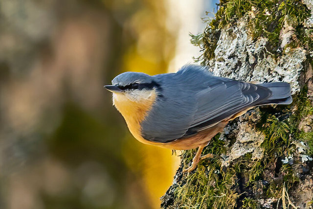 nuthatch