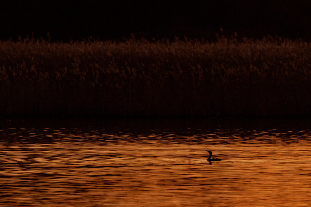 cormorant sunset IMG_5198.jpg