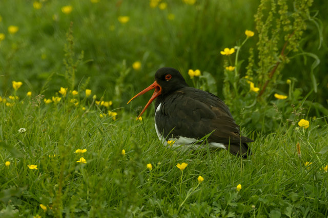 oyster catcher elmley 1 crop pscoladj IMG_2772.jpg