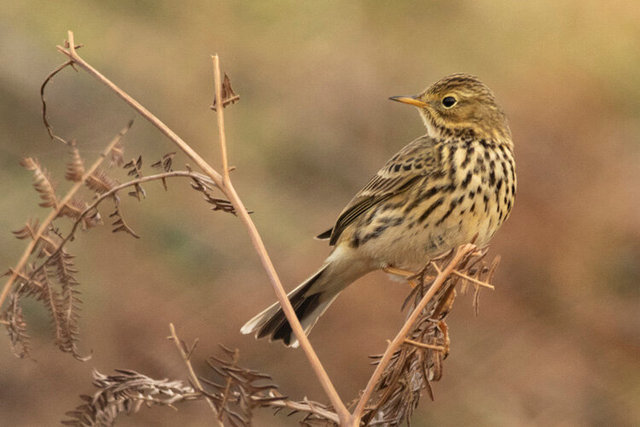 meadow pipit