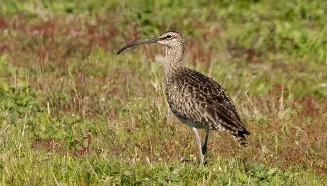 whimbrel dunge 6 normal crop IMG_3494.jpg