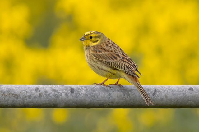 yellow hammer nd 8 crop 2 col adj IMG_2316.jpg