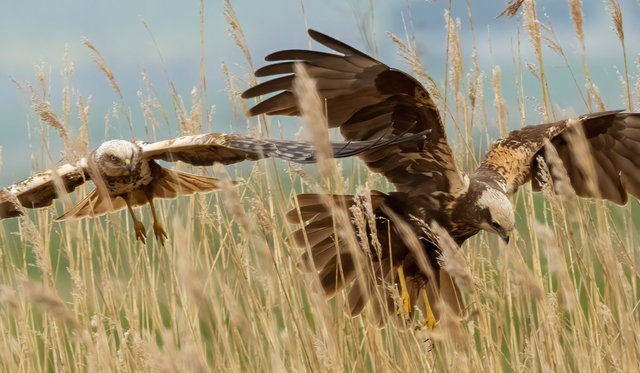 marsh harrier male & female