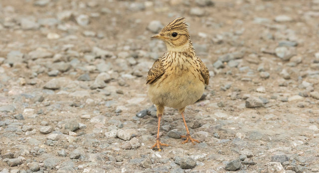 IG skylark elmley 2 crop IMG_2169.jpg