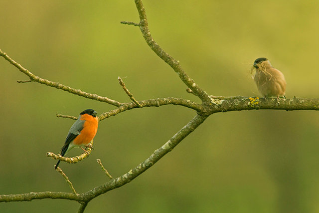 bullfinch nest building