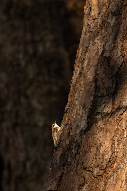 tree creeper