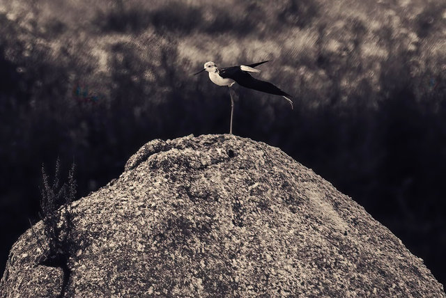 black winged stilt adj copy.jpg