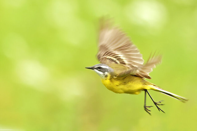 yellow wagtail