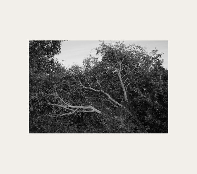 blown trees the cove.jpg