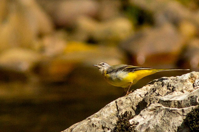 grey wagtail