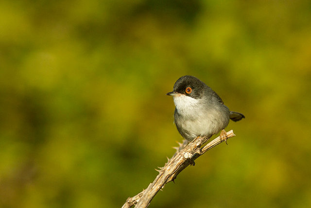 sardinian warbler fuentes 1 crop 2 colbal 1O6A8292.jpg