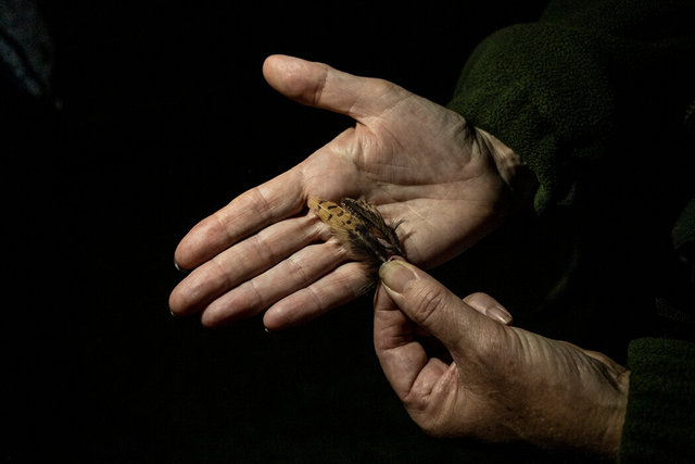 nightjar 3 150 dpi DSCF5783.jpg