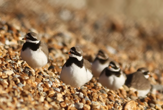 ringed plovers.png