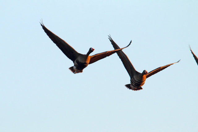 Greater White-Fronted Geese, southern Ohio, February