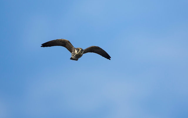 Hobby