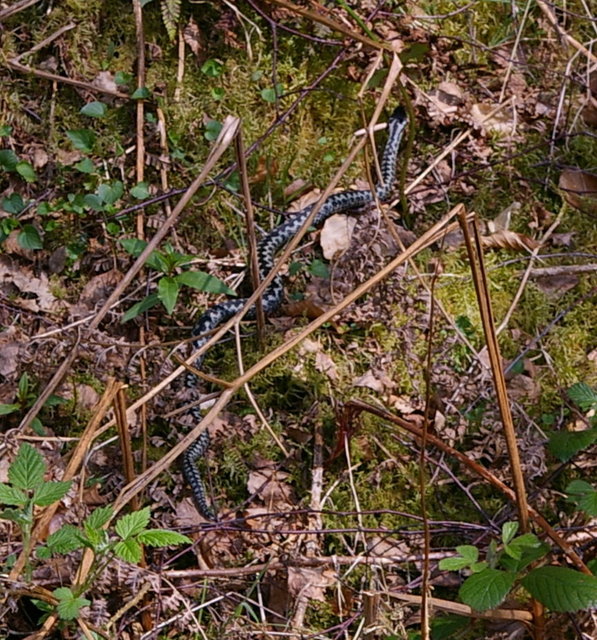 Adder near Lime Craig Aberfoyle (3) Edited VB.JPG