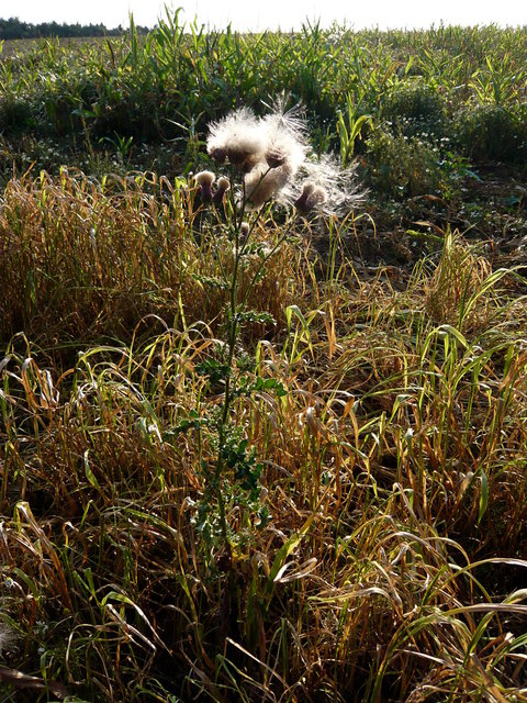 Thistle near Ayot Greenway VB.JPG