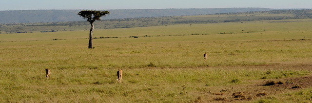 Cheetah Brothers, Masai Mara