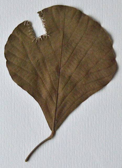 DSC_7003.jpg