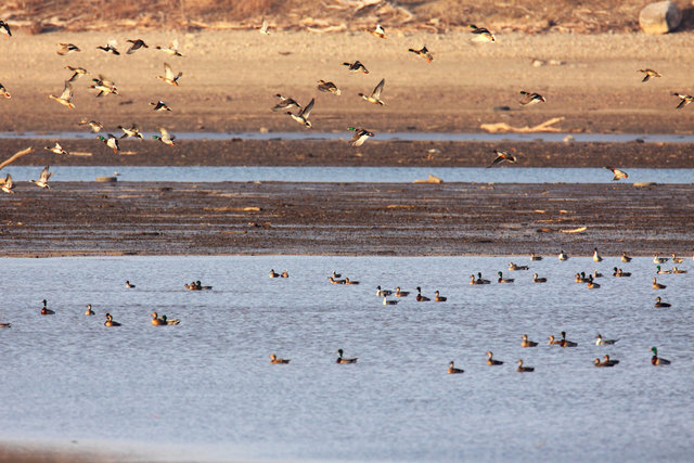 Mallards, Northern Pintails and American Wigeons, March, South Central Ohio