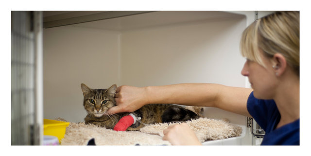 Nick John Lord veterinary photography