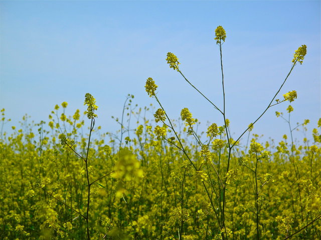 Mustard Flower Field, Palos Verdes