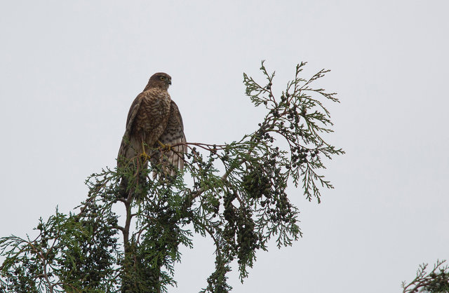 Sparrowhawk