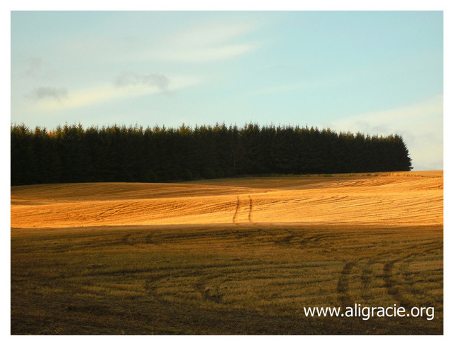 Light in the Evening by Alison Gracie