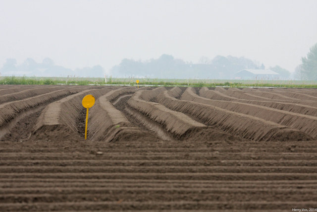 Just planted: potatoes