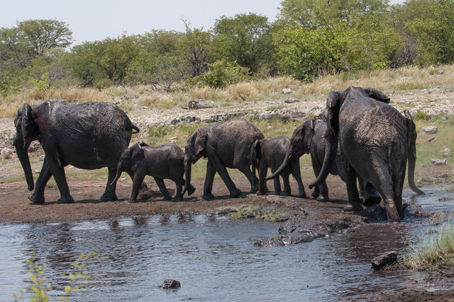 Namibian Elephant (Loxodanta africana)