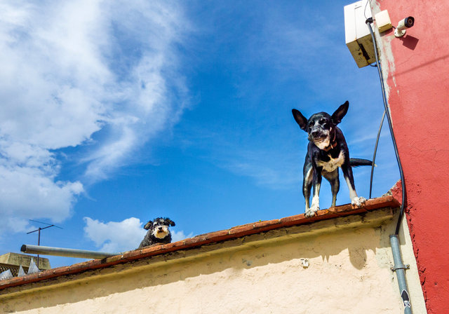 Perros guardianes arriba