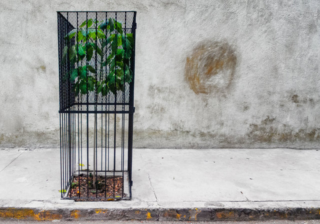 Árbol de calle enjaulado