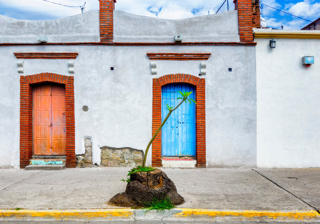 Árbol joven y la puerta azul