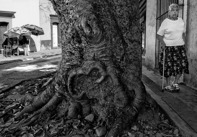 Árbol de calle y mujer camiando