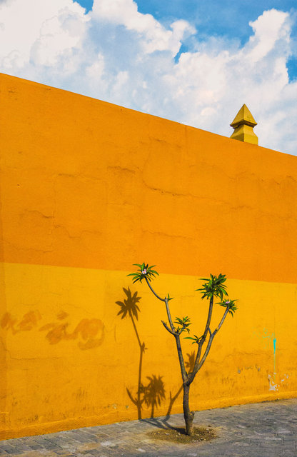 Árbol de calle y pared amarillo