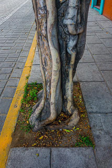 Árbol de calle y piernas de laurel