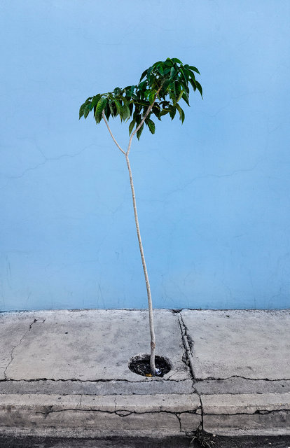 youngtree blue3146.jpg