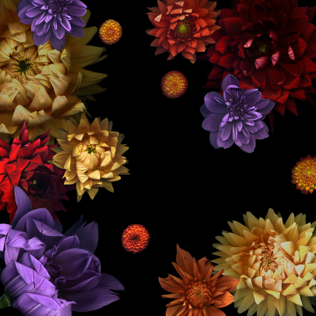 all the flowers in