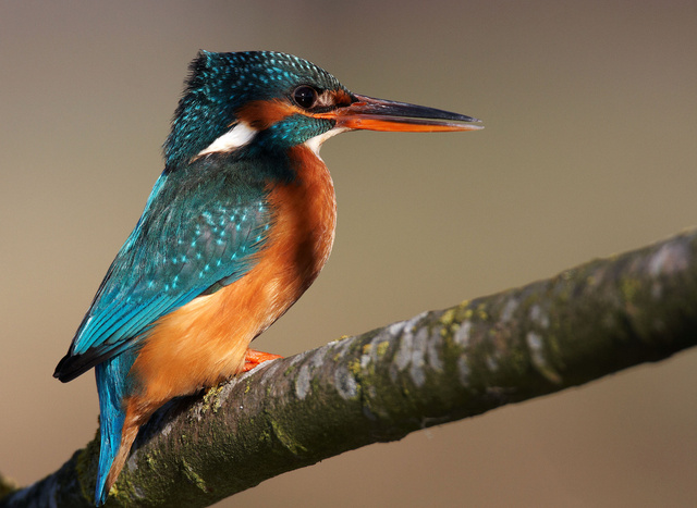 Kingfisher