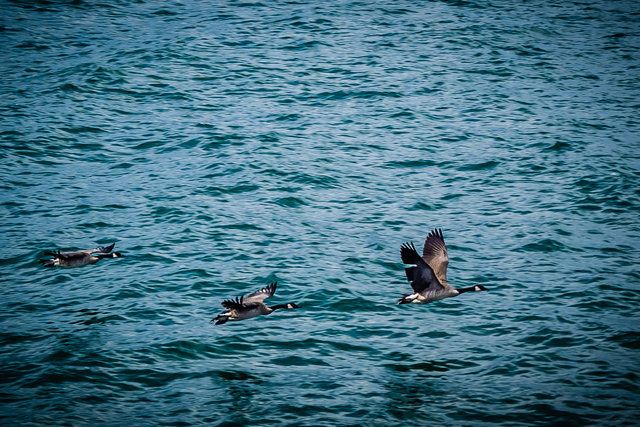 Canadian geese over Lake Michigan
