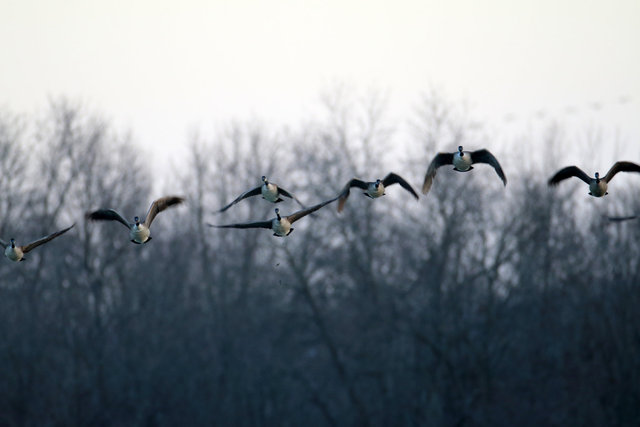 Canada Geese, February, southern Ohio