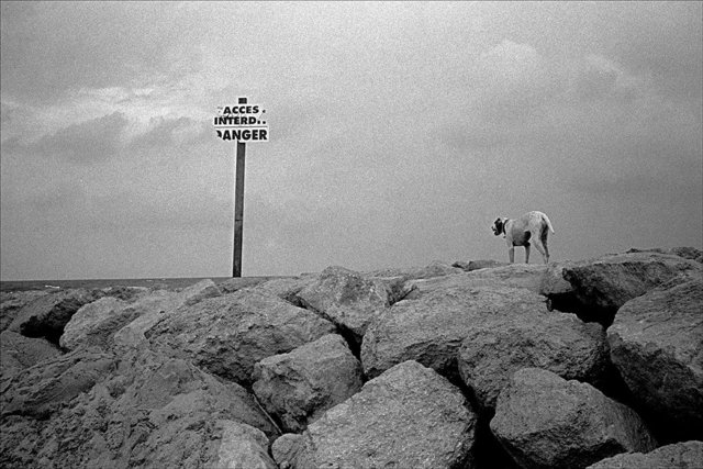 Dog with Sign