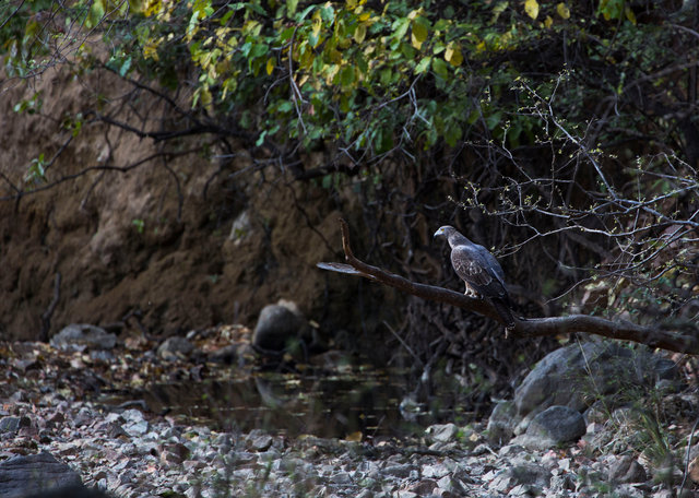Oriental Honey-buzzard