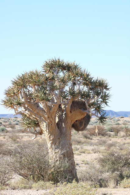 Augrabies National Park (SA)