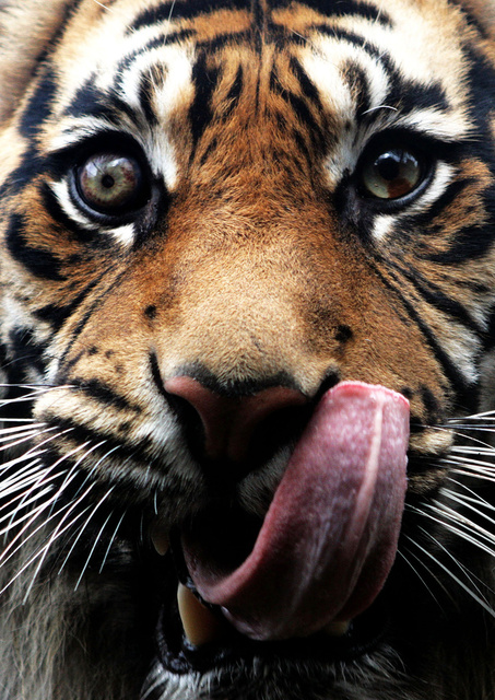 Tiger_Tongue.jpg